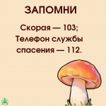 Грибы_6_