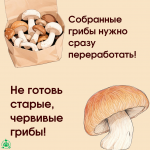 Грибы_5